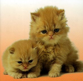 Rassekatzenausstellung am 04./05.03.2006